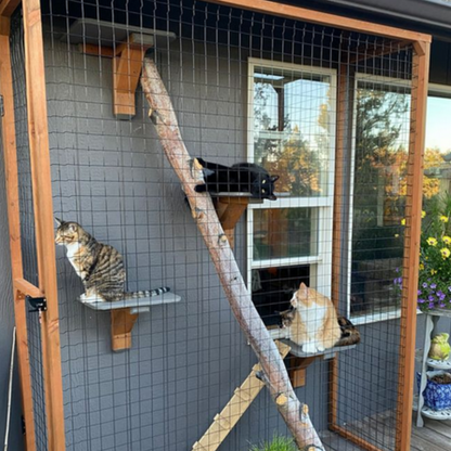Photography, artist unknown, three diverse cats enjoying a custom outdoor catio attached to a gray house, featuring a natural tree branch, mesh enclosure, and vibrant yellow and purple flowers