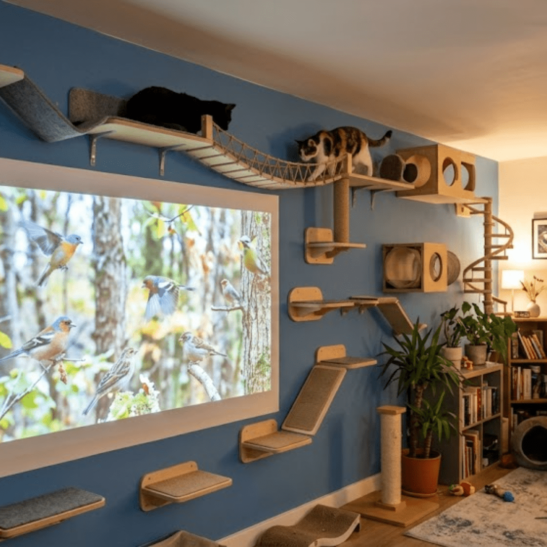 Cat Zoom Shelf - Healthy Homes Atlanta