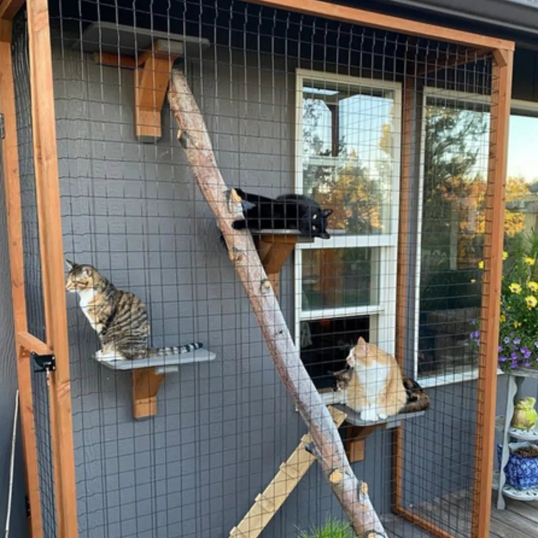 Cat Haven: Expand Your Cat's World Safely with a Custom Catio Build4Healthy Homes Atlanta