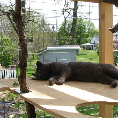 Cat Haven: Expand Your Cat's World Safely with a Custom Catio Build3Healthy Homes Atlanta